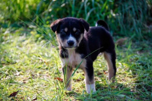 Prekrasni berači za dječake štence. Kako ime odabrati psa? Prekrasni berači za dječake štence. Kako ime odabrati psa?